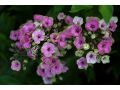 Phlox paniculata 