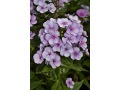 Phlox paniculata 