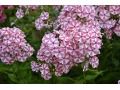 Phlox paniculata 