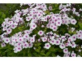 Phlox paniculata 