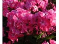 Phlox paniculata 