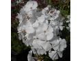 Phlox paniculata 