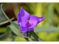 Tradescantia x andersoniana 