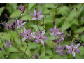 Tricyrtis formosana 