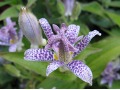 Tricyrtis hirta - liliovka, hadí lilie, trojhrotka