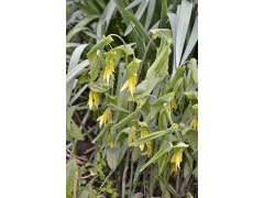 Uvularia grandiflora - uvularie značka zahradnictví