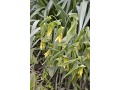 Uvularia grandiflora - uvularie