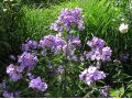 Phlox paniculata 