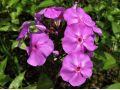 Phlox paniculata 