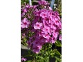 Phlox paniculata 