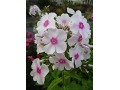 Phlox paniculata 