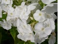 Phlox paniculata 