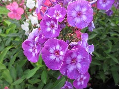 Phlox paniculata 