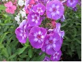 Phlox paniculata 