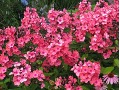 Phlox paniculata 