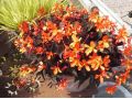 Begonia 
