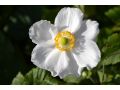 Anemone hybrida 