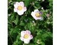 Anemone hybrida 