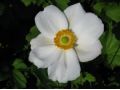 Anemone hybrida 
