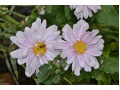 Anemone hybrida 