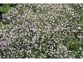 Gypsophila paniculata 