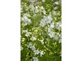 Delphinium grandiflorum 