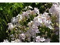 Delphinium grandiflorum 