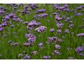 Verbena bonariensis - sporýš argentinský