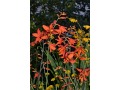 Crocosmia 