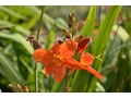 Crocosmia 