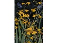 Crocosmia 