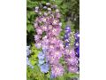 Delphinium Pacific Hybr. 