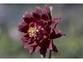 Aquilegia vulgaris plena 