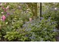 Brunnera macrophylla - pomněnkovec