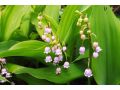 Convallaria majalis 