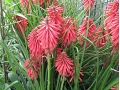 Kniphofia 