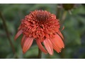 Echinacea 