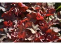 Heuchera 