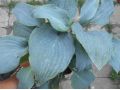 Hosta 