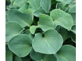 Hosta 