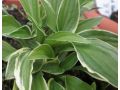 Hosta 