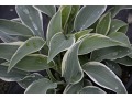 Hosta 
