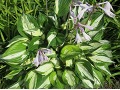 Hosta 