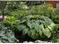 Hosta 