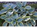 Hosta tokudama 