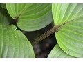 Hosta 