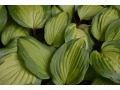 Hosta 