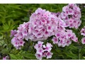Phlox paniculata 