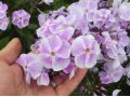 Phlox paniculata 