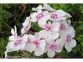 Phlox paniculata 